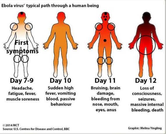 Ebola virus typical path.jpg